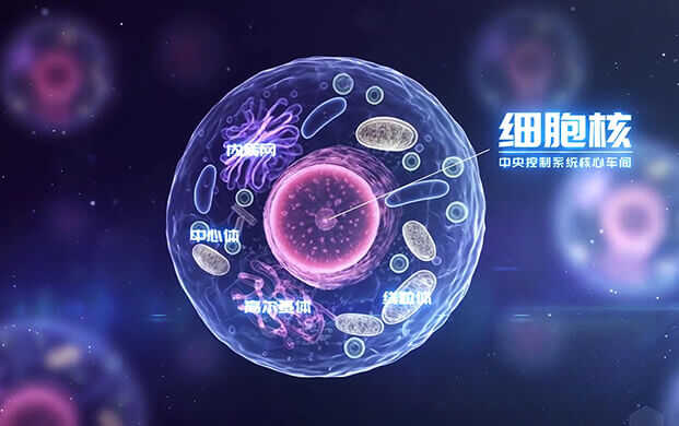 中國科學家揭示細胞核”應急工作(zuò)站”機製 細胞罐助力炎(yán)症疾(jí)病(bìng)研究新突破